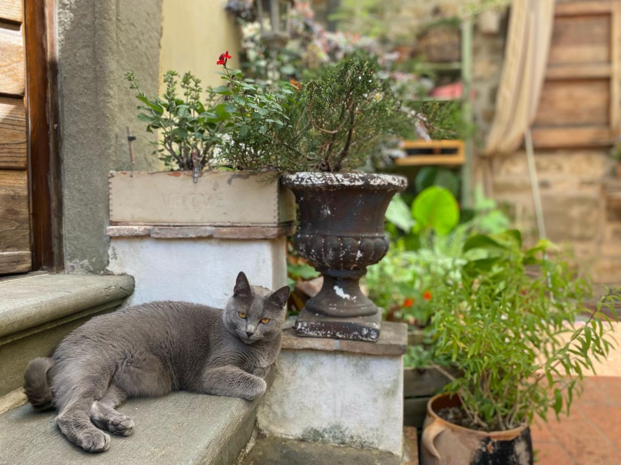 La Magione Dei Todaro Borgo a Buggiano Exterior foto